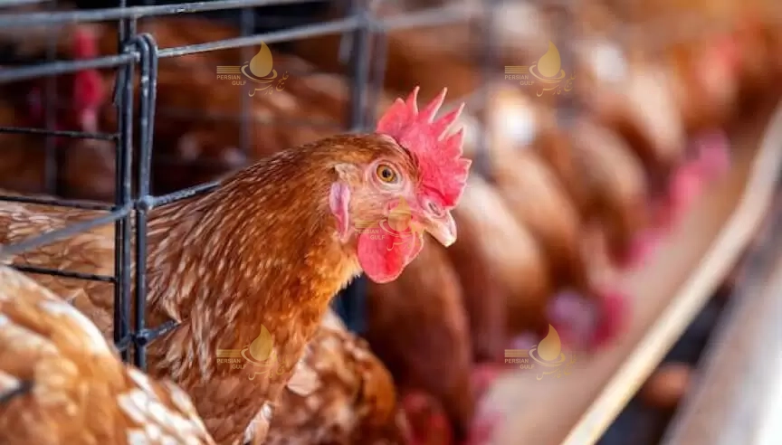 مزایای استفاده از دستگاه تصفیه آب در مرغداری‌ها 