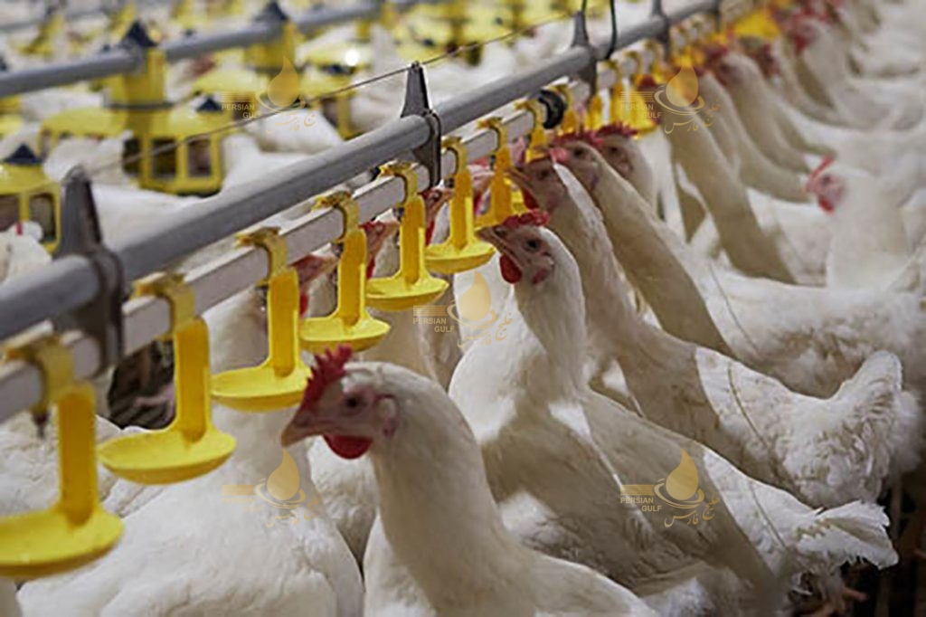 سیستم-تصفیه-آب-در-مزرعه-مرغ