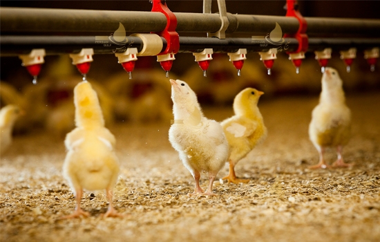 قیمت دستگاه تصفیه آب مرغداری